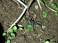 Harpactirinae