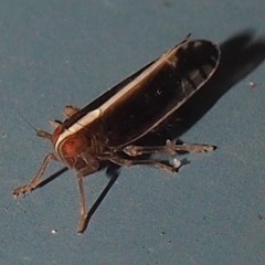 Stenocranus brunneus