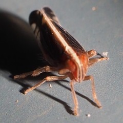 Stenocranus brunneus
