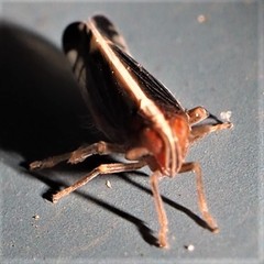 Stenocranus brunneus