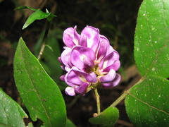 Lonchocarpus subsessilifolius