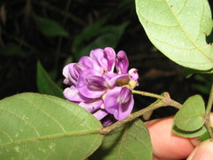 Lonchocarpus subsessilifolius
