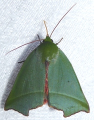 Clethrophora distincta