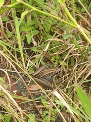 Litoria nasuta