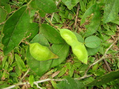 Lonchocarpus subsessilifolius