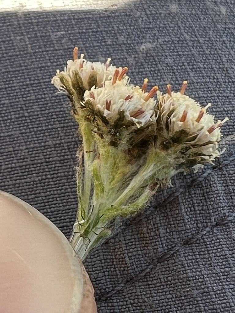 Rocky Mountain pussytoes (Antennaria media)