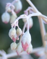 Crassula cordata