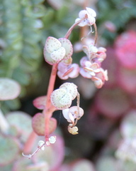 Crassula cordata