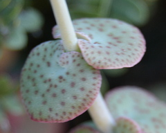 Crassula cordata