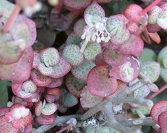 Crassula cordata