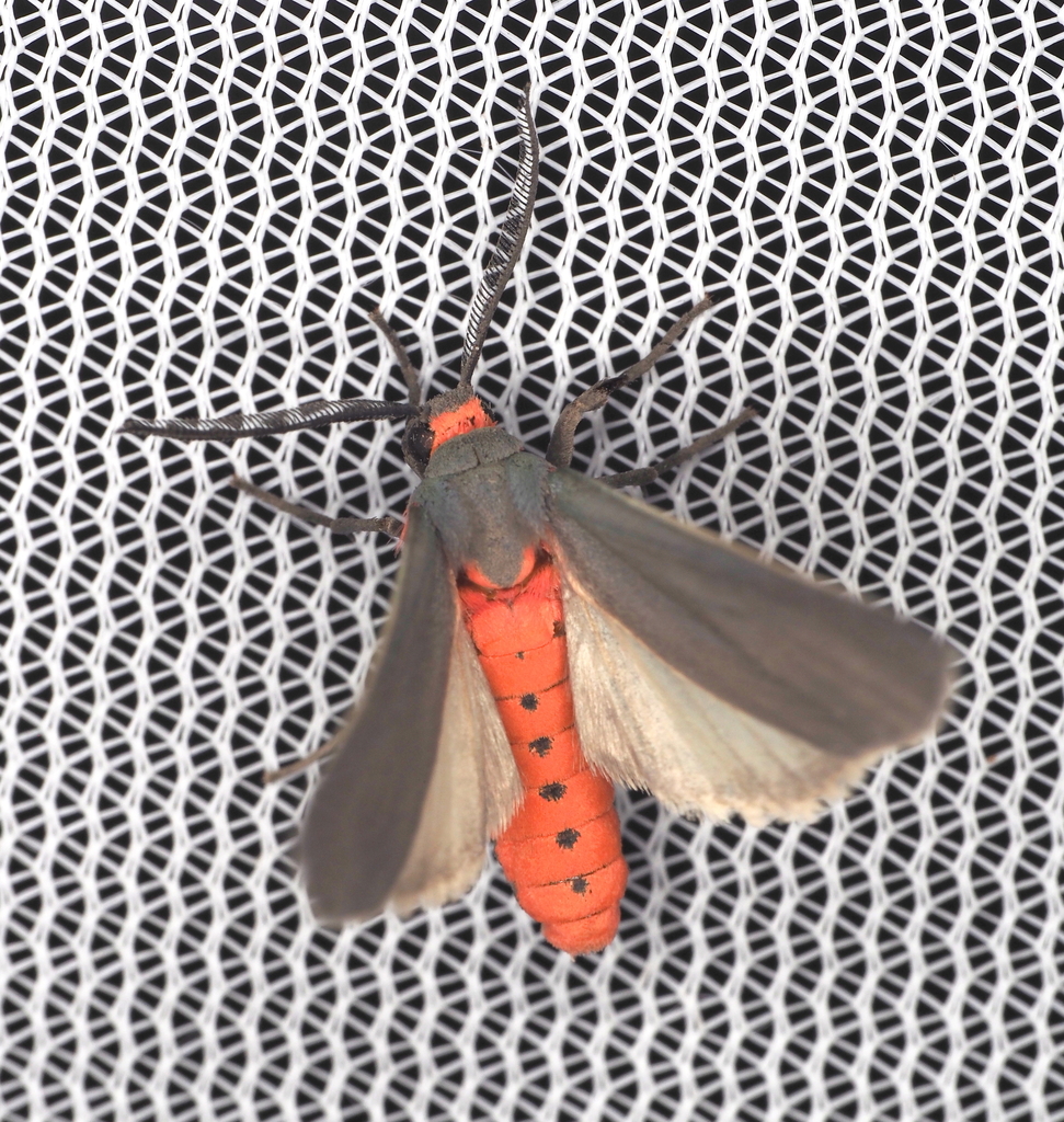 Mouse-colored Euchaetes