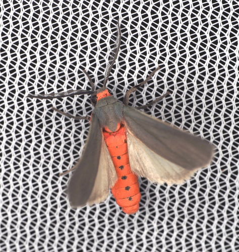 Mouse-colored Euchaetes