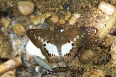 Seseria strigata