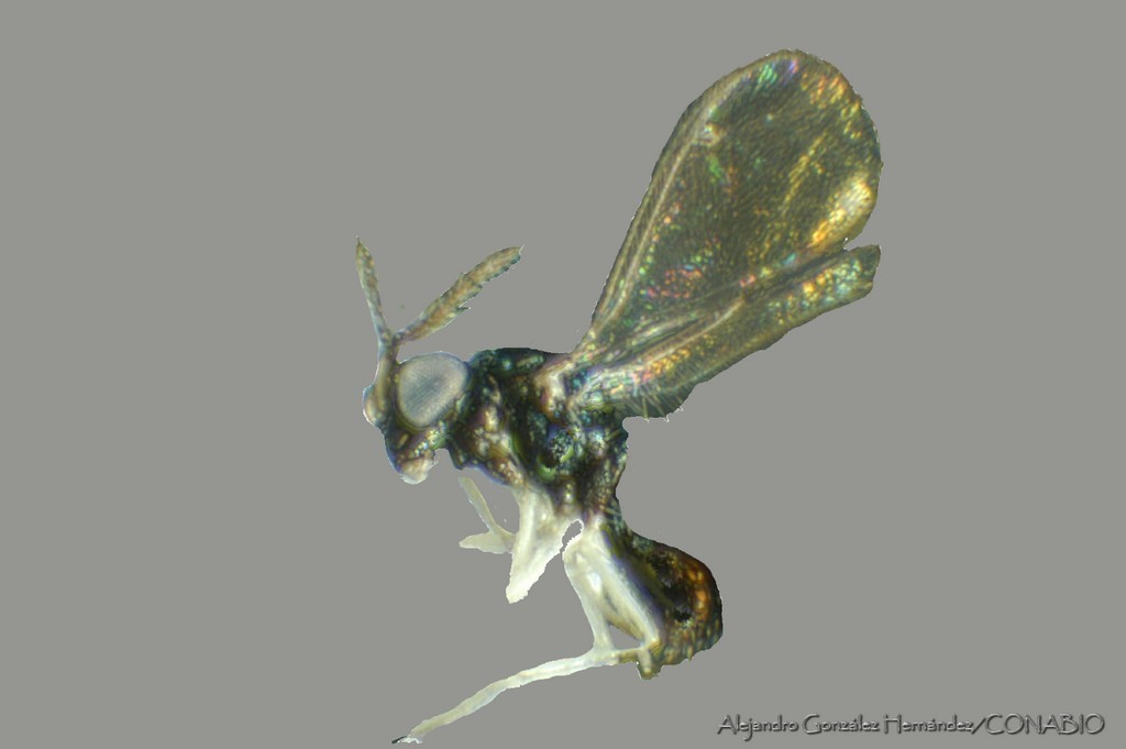 Chrysocharis giraulti