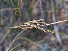 Juncus mexicanus