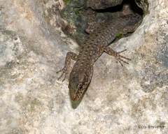 Lepidophyma lusca
