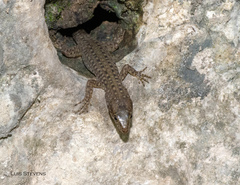 Lepidophyma lusca