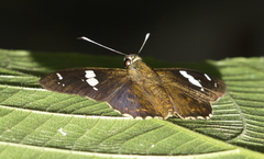 Celaenorrhinus patula