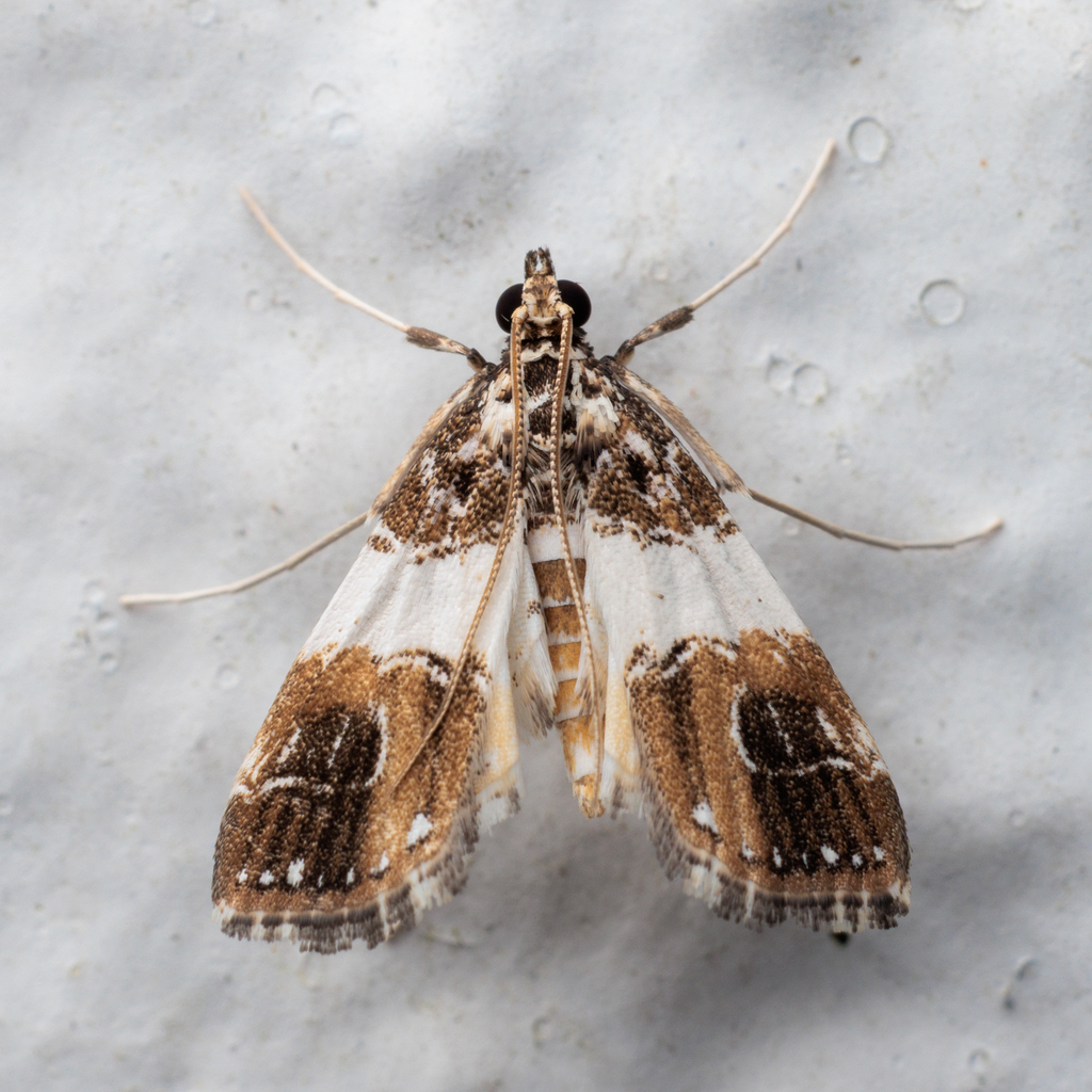 Paracymoriza phlegetonalis