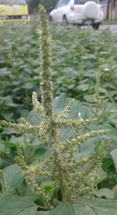 Amaranthus dubius