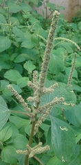 Amaranthus dubius