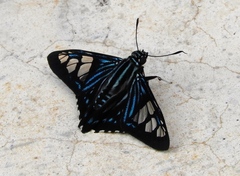 Phocides belus