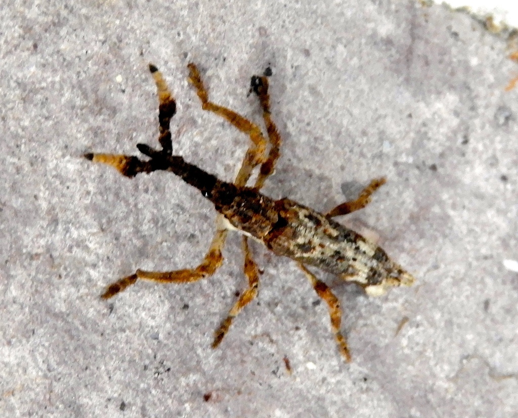 Ulocerus mexicanus