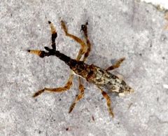 Ulocerus mexicanus