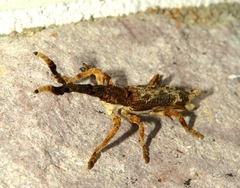 Ulocerus mexicanus
