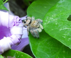 Phidippus maddisoni