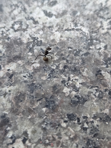 Rich Spiny Sugar ant