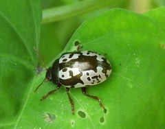 Calligrapha intermedia
