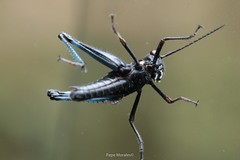 Melanotettix dibelonius