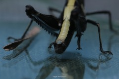 Melanotettix dibelonius