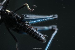 Melanotettix dibelonius