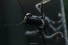 Melanotettix dibelonius