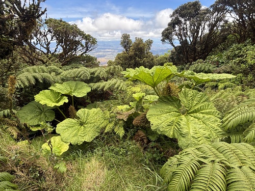 Gunnera petaloidea observed 2025-07-17