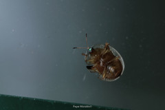Deloyala guttata