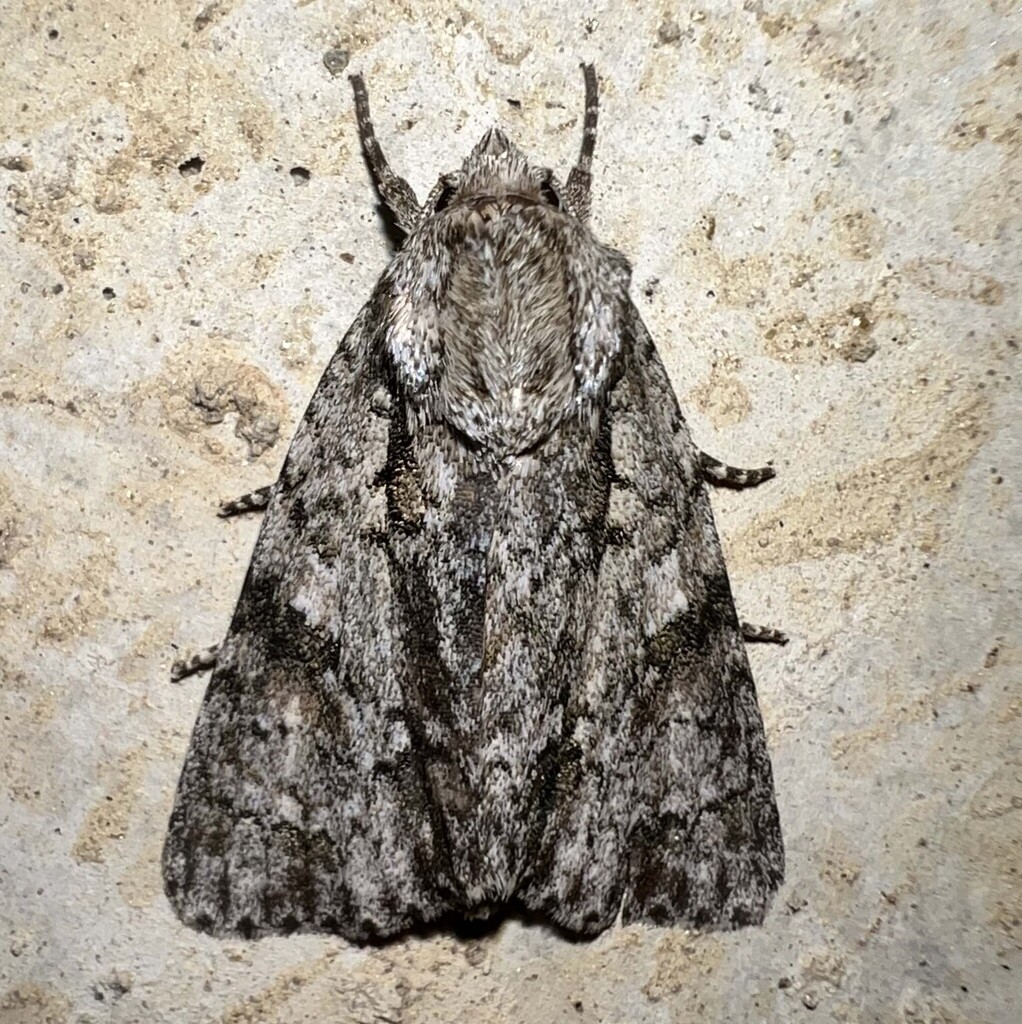 Acronicta jozana