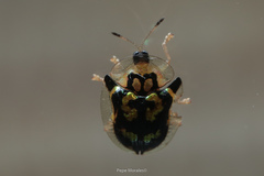 Deloyala guttata