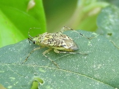 Taedia marmorata