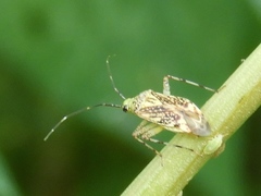 Taedia marmorata