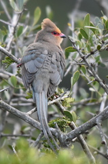 Urocolius indicus indicus