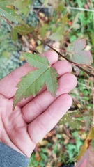 Acer