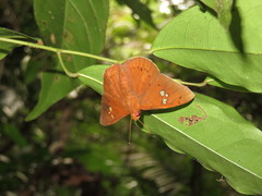 Capila phanaeus