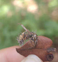 Ophiocordyceps humbertii