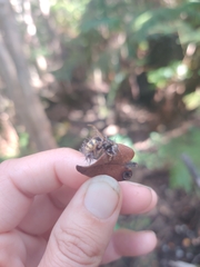 Ophiocordyceps humbertii
