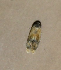 Cochylis