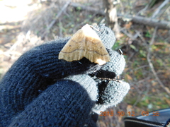 Tetracis jubararia