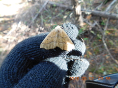 Tetracis jubararia